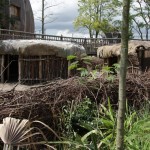 samburu dorpje publieksproject Rotterdam zoo